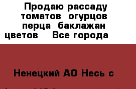 Продаю рассаду томатов, огурцов, перца, баклажан, цветов  - Все города  »    . Ненецкий АО,Несь с.